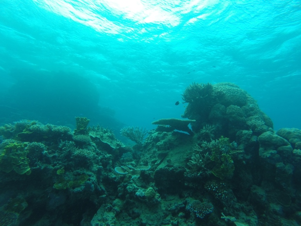 diving the great barrier reef